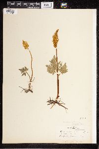 Sceptridium dissectum image
