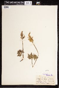 Sceptridium dissectum image