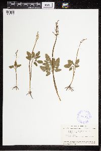 Sceptridium dissectum image