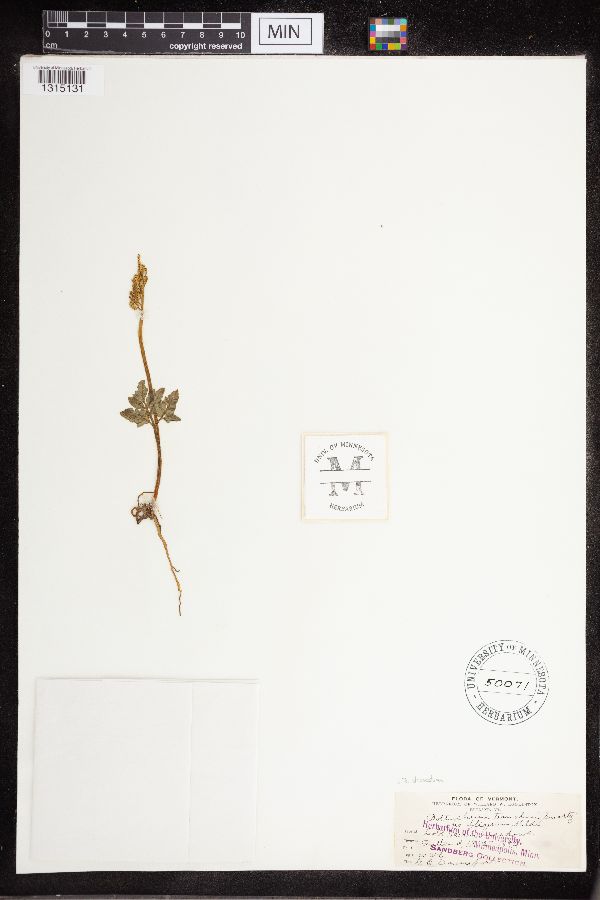 Sceptridium dissectum image