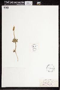 Sceptridium dissectum image