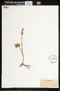 Sceptridium dissectum image