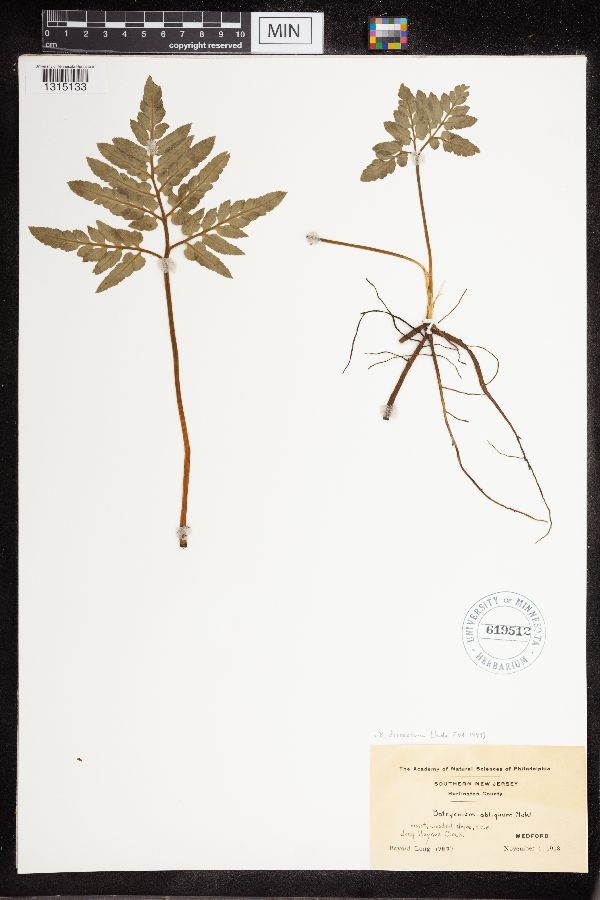 Sceptridium dissectum image