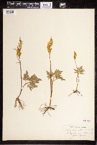 thumbnail image of current specimen