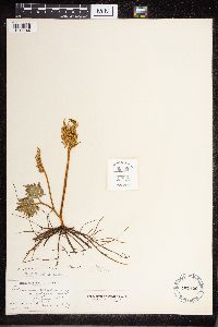 Thumbnail image of current specimen