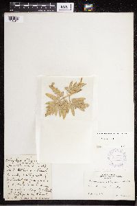 Thumbnail image of current specimen