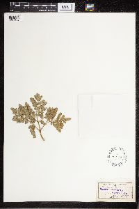 thumbnail image of current specimen