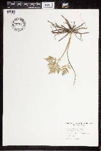 thumbnail image of current specimen