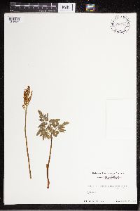 thumbnail image of current specimen