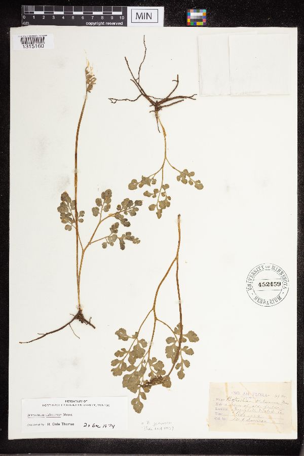 Sceptridium jenmanii image