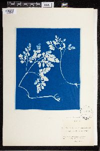 Sceptridium jenmanii image