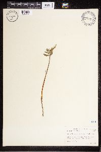 Botrychium lanceolatum image