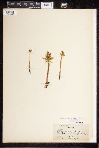 Botrychium lanceolatum image
