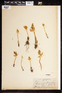 Botrychium lanceolatum image