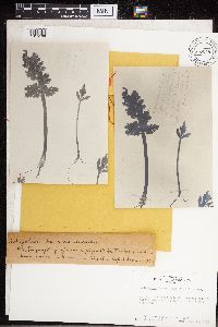 Botrychium lanceolatum image