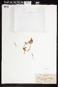 Botrychium lanceolatum image