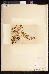 Botrychium lanceolatum image