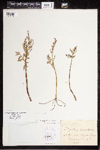 Botrychium angustisegmentum image