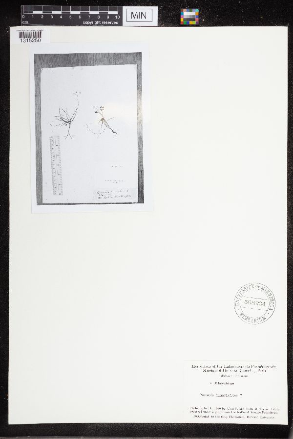 Sceptridium lunarioides image