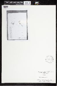 Media resource of Sceptridium lunarioides