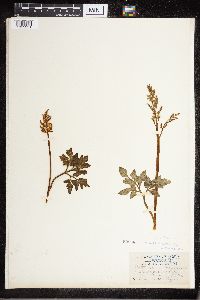 Sceptridium lunarioides image