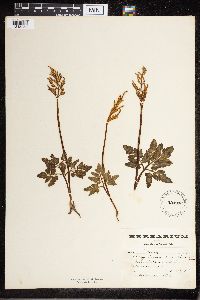 Sceptridium lunarioides image