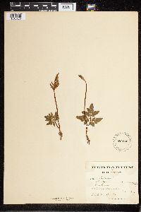 Sceptridium lunarioides image