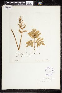 Sceptridium lunarioides image