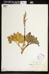 Sceptridium multifidum image