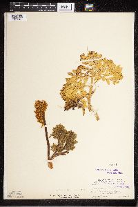 Sceptridium multifidum image