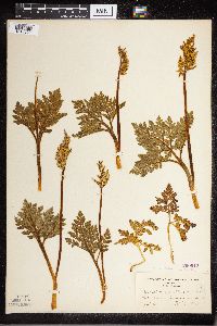 Sceptridium multifidum image