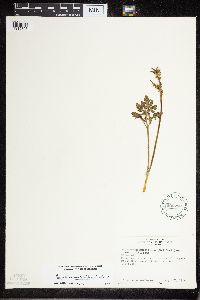 Sceptridium multifidum image