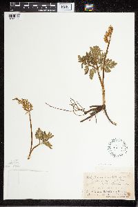 Sceptridium multifidum image