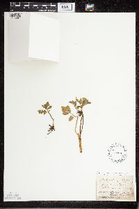 Sceptridium multifidum image