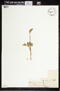 Sceptridium multifidum image