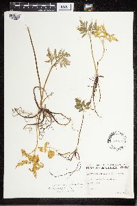 Sceptridium multifidum image