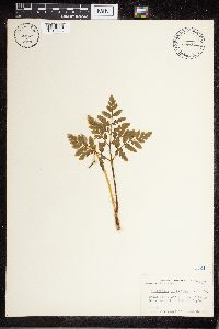 Sceptridium multifidum image