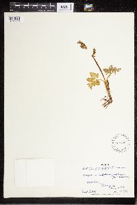 Sceptridium multifidum image