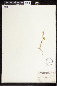 Sceptridium multifidum image