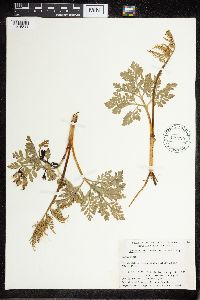 Sceptridium multifidum image