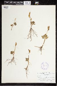 Sceptridium multifidum image