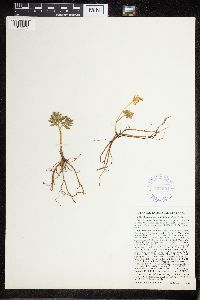 Sceptridium multifidum image