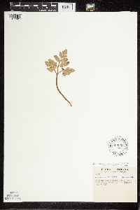 Sceptridium oneidense image