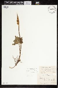 Sceptridium oneidense image