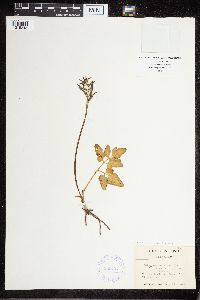 Sceptridium oneidense image