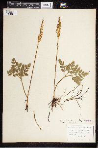 Sceptridium oneidense image