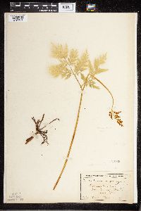 Image Associated With the Occurrence