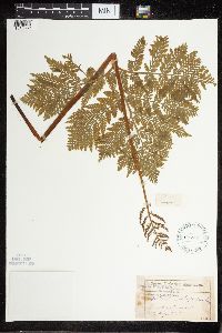 Image Associated With the Occurrence