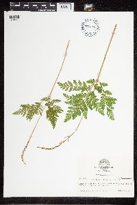 Thumbnail image of current specimen