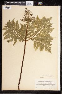 thumbnail image of current specimen